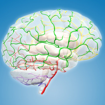 Blood vessels brain