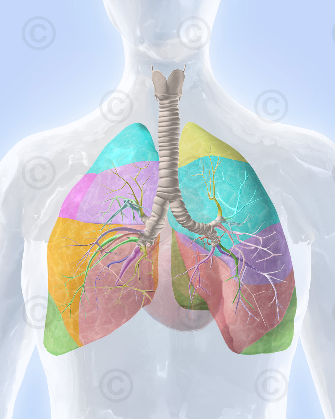 Anatomy of the human lung