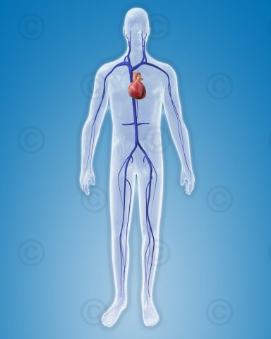 Venous system