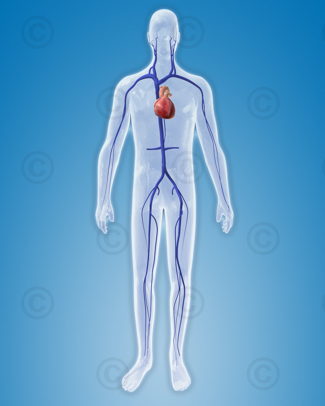 Venous system