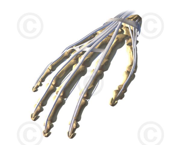 3D model human hand