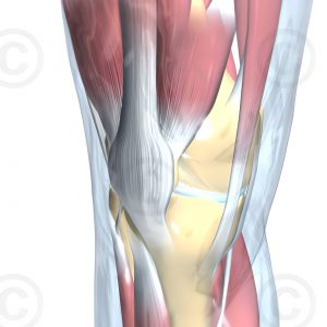 Anatomy of human knee