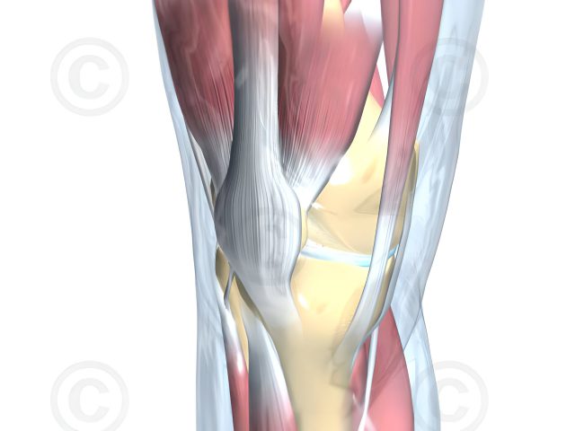 Anatomy of human knee