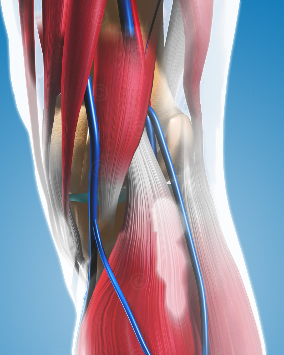 knee anatomy medial posterior