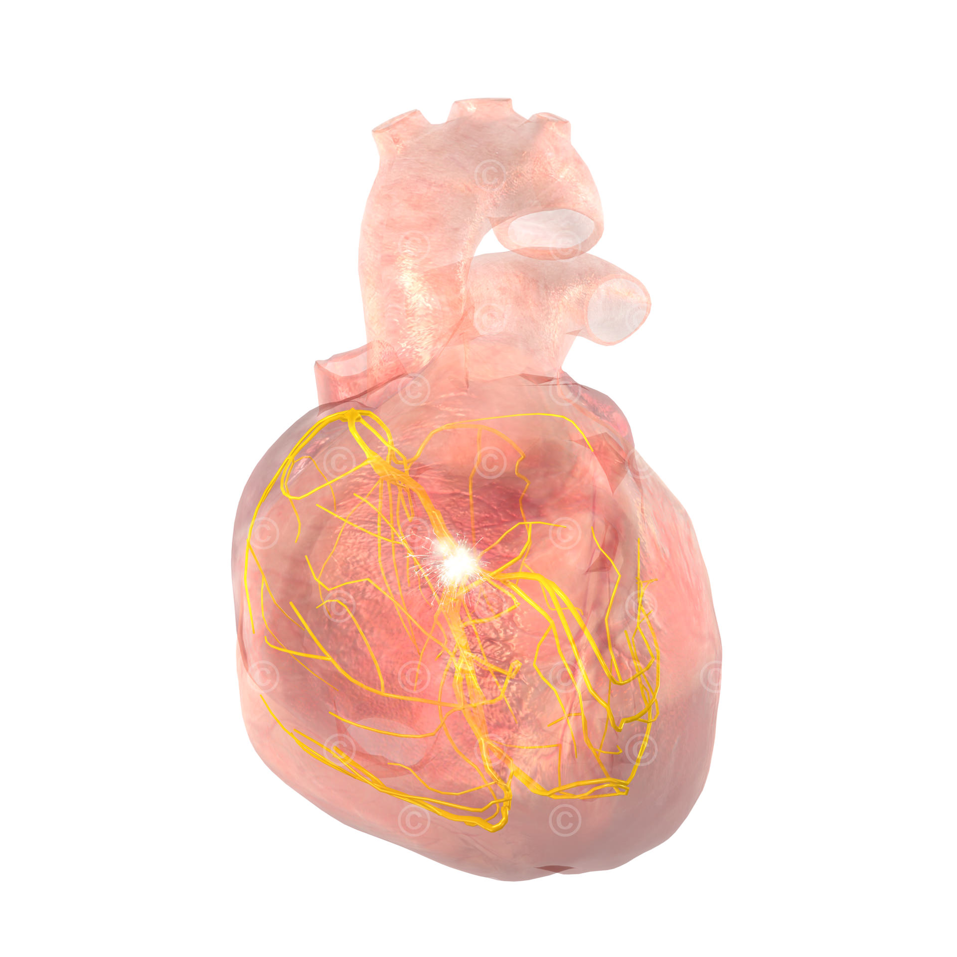 Electrical conduction system heart