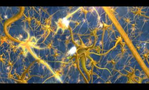 Neurons