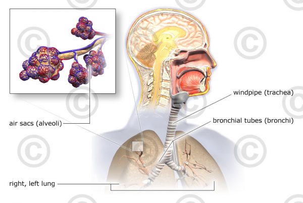 Illustration Atmungsorgane und Atemwege - MedicalGraphics