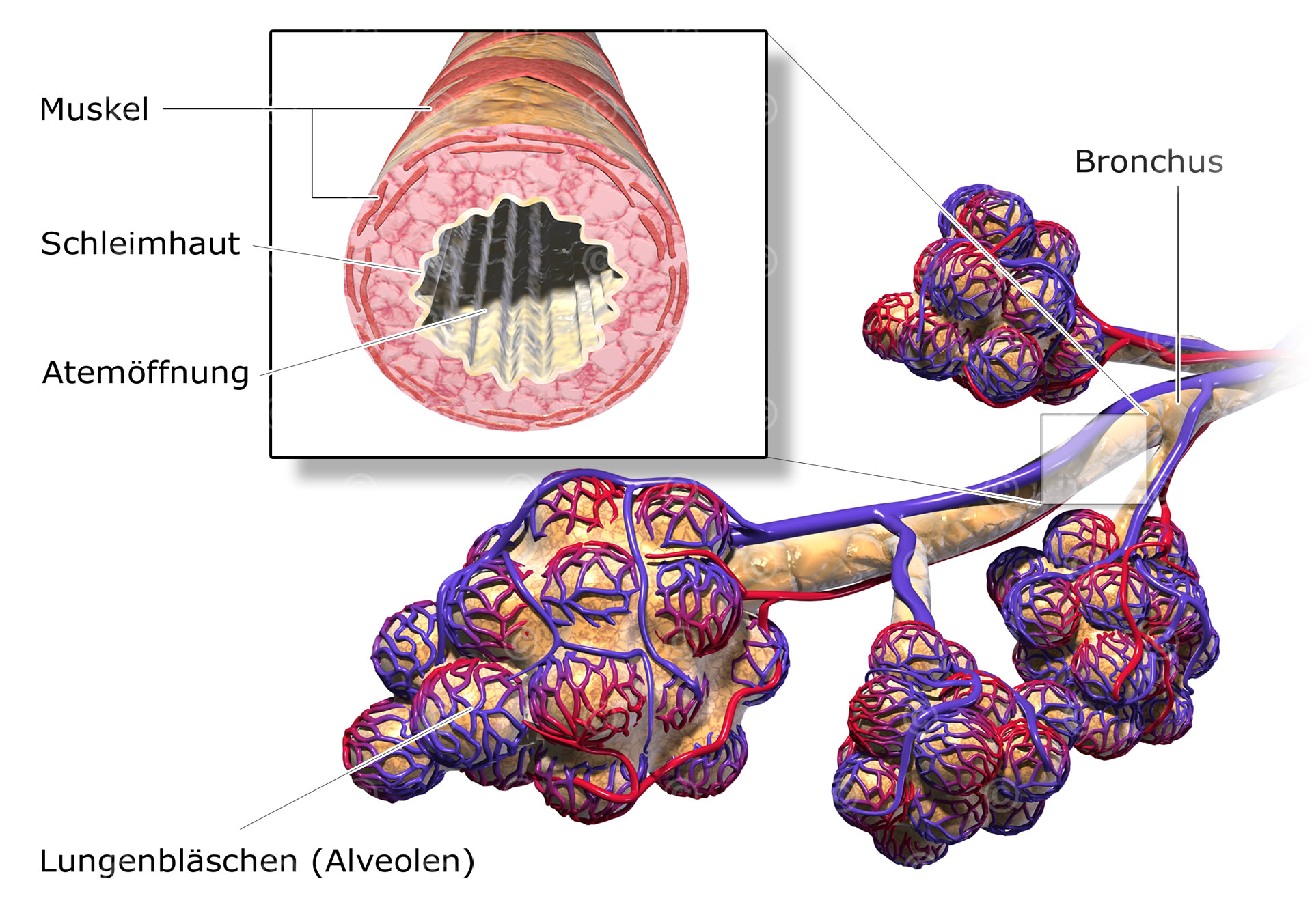 Bronchien und Alveolen