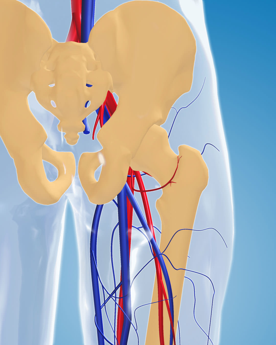 Anatomie Hüfte