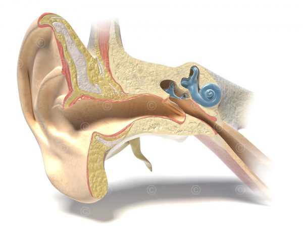 Anatomy ear