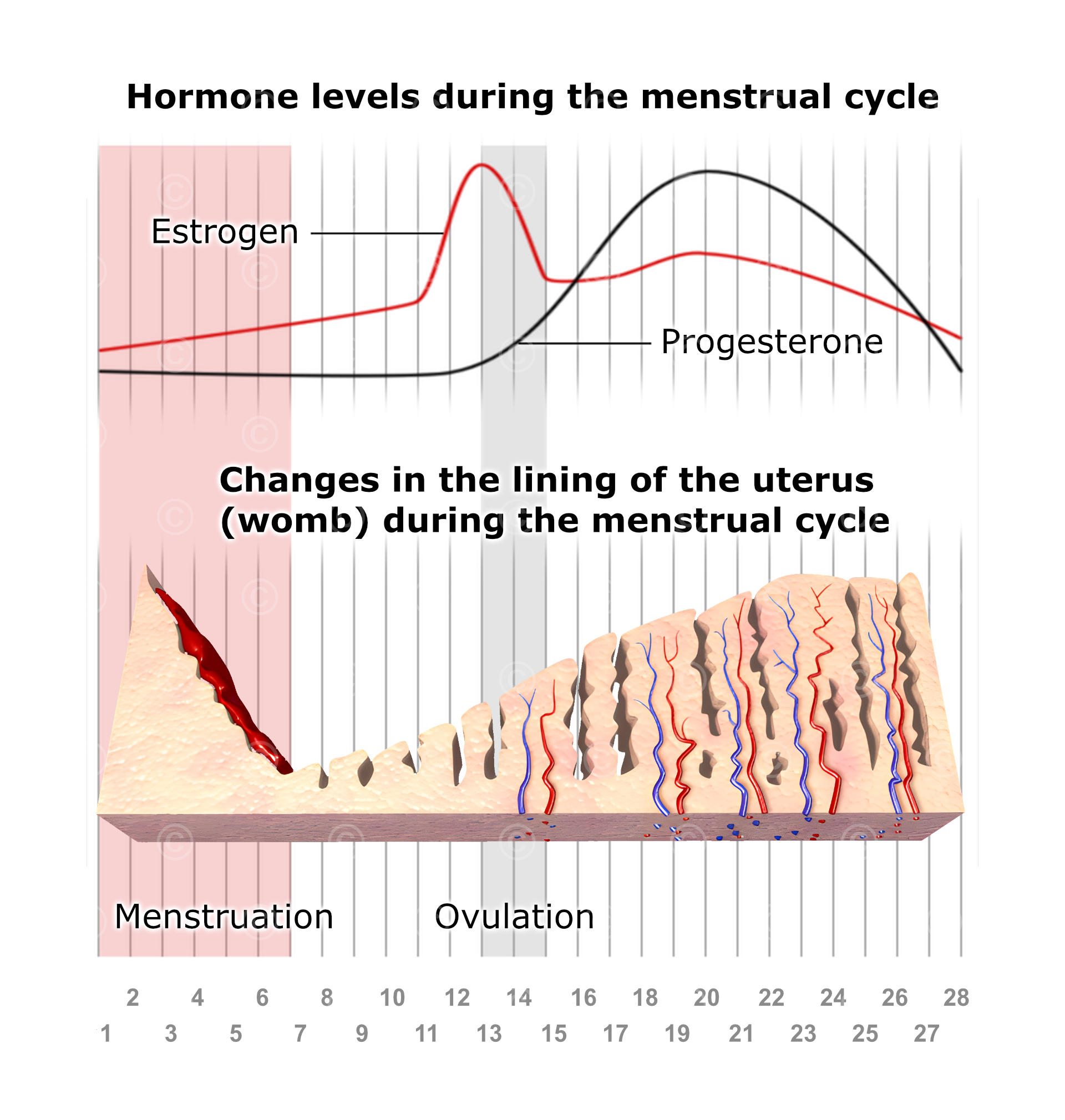 Menstrual cycle