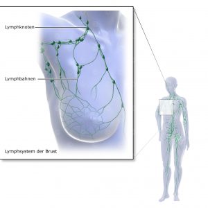 Lymphsystem Brust
