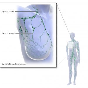 Lymphatic system breasts