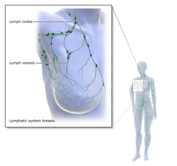 Illustration lymphatic system breasts - MedicalGraphics