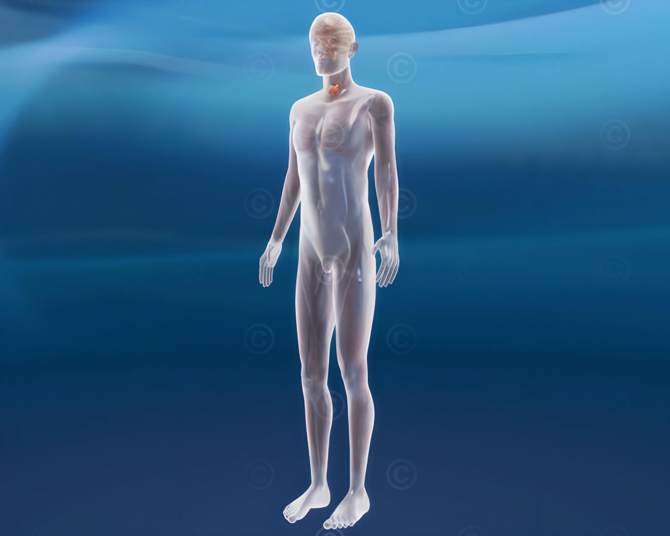 Transparent human with thyroid gland