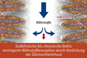 Illustrationen Stoffbanner Messestand - Boehringer