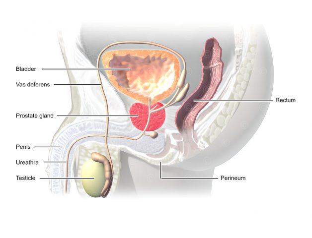 Male abdomen