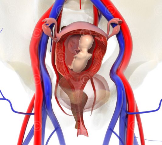 Pregnancy fetus