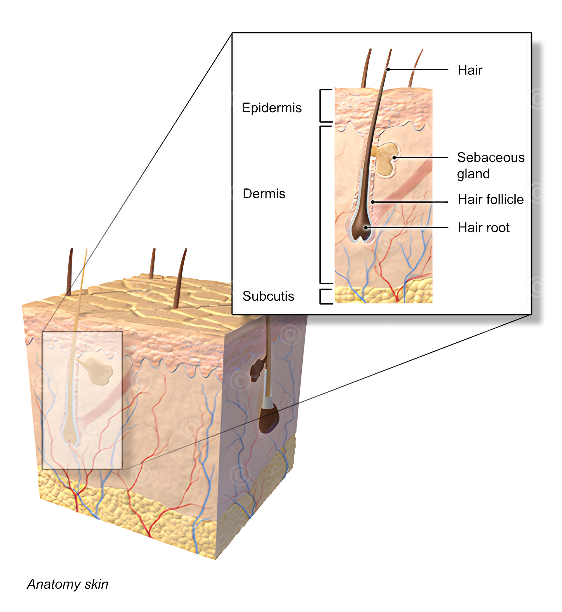 Anatomie skin 