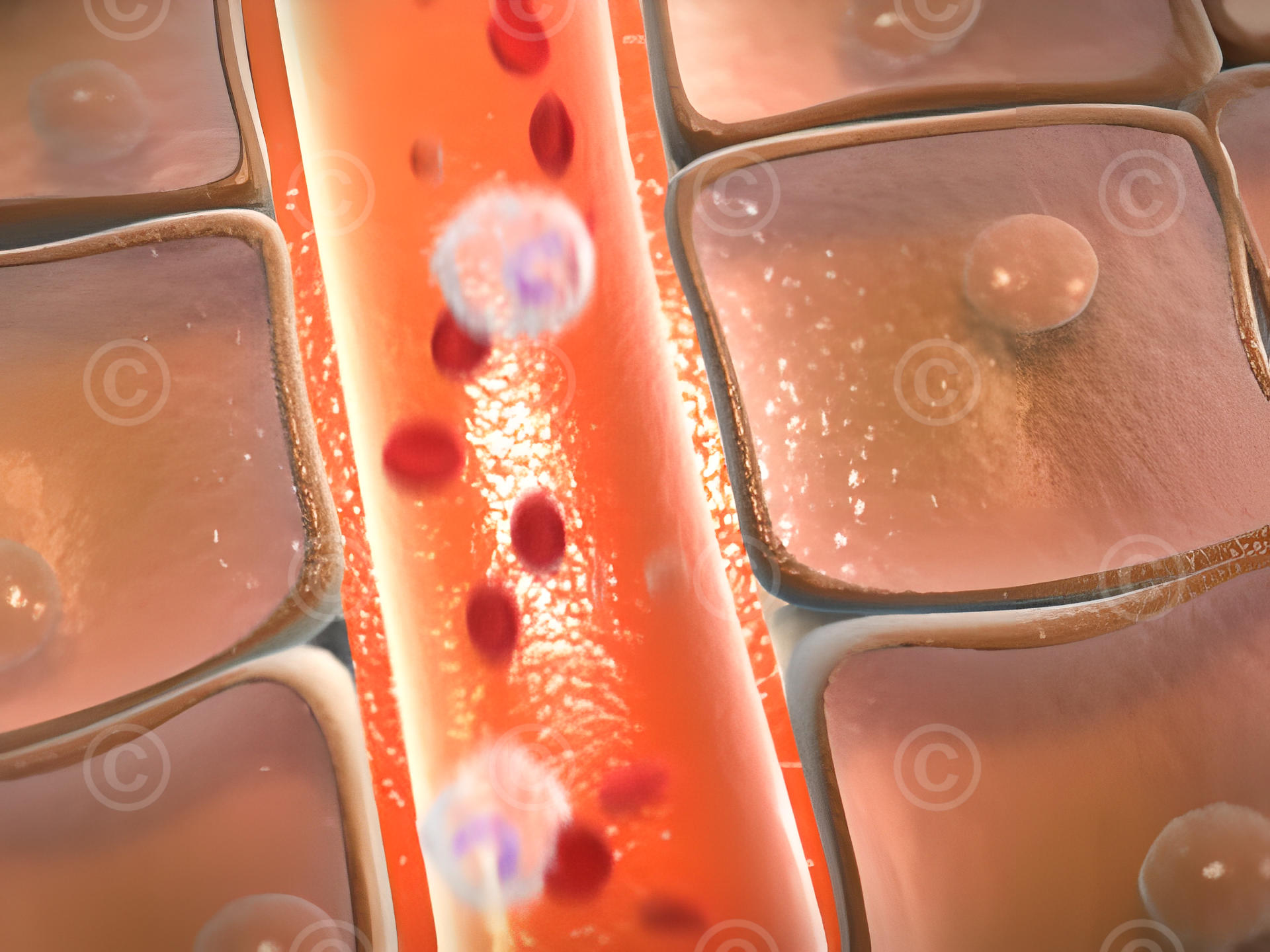 Niacin and cholesterol