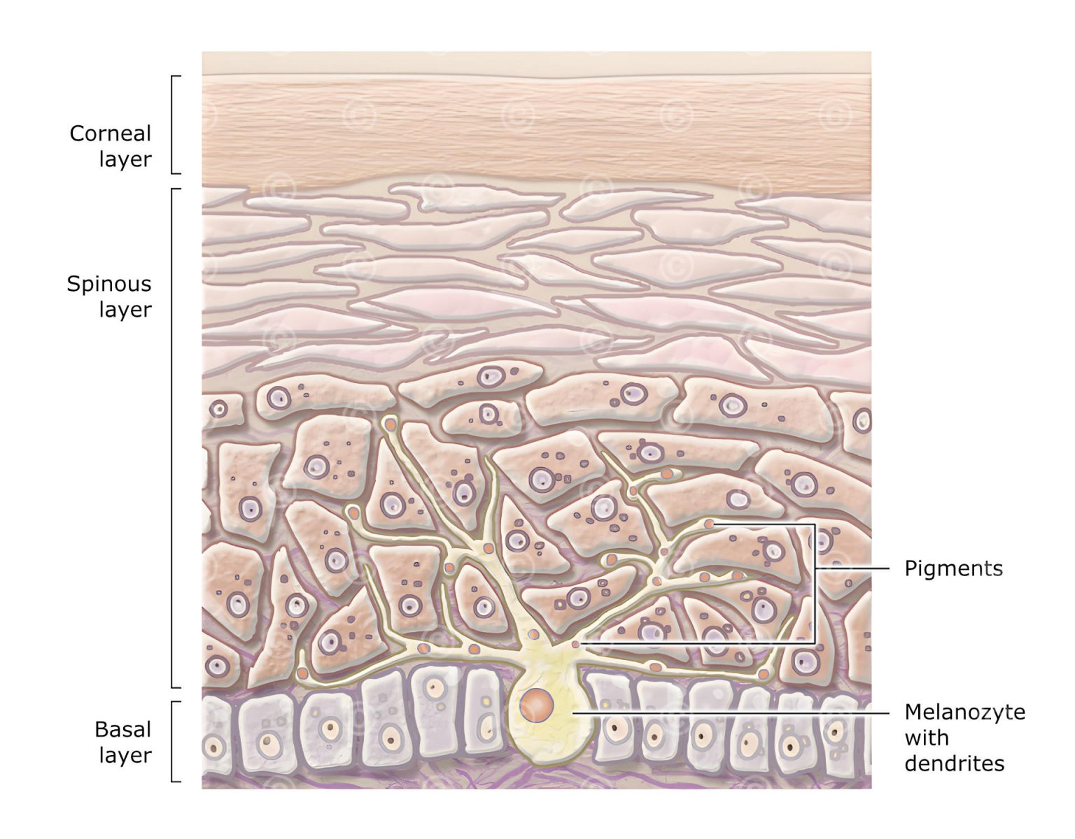 Illustration Melanocyte MedicalGraphics Illustration Melanocyte MedicalGraphics