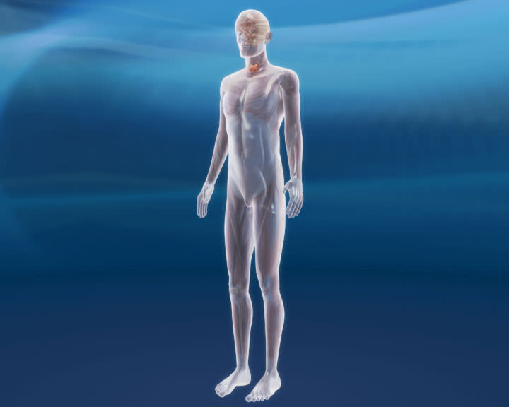 Human - thyroid gland human thyroid gland