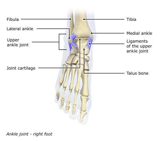 Illustration ankle joint