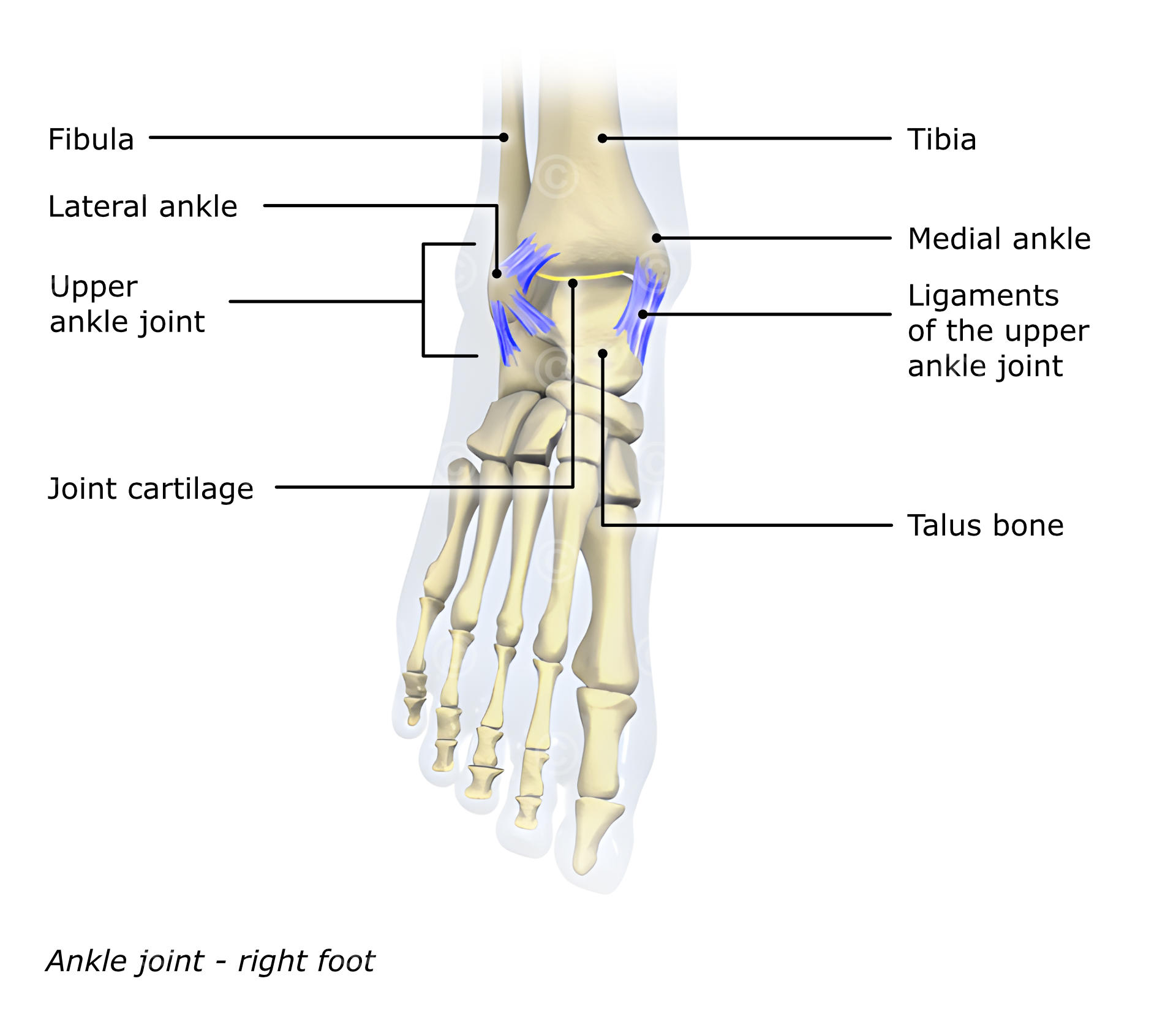 Illustration of ankle joint - MedicalGraphics