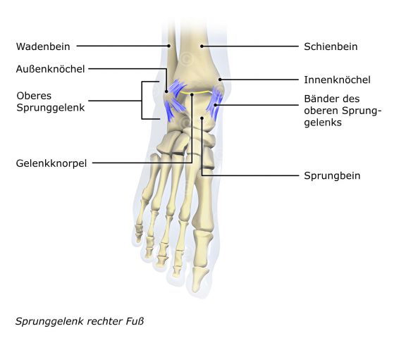 Sprunggelenk