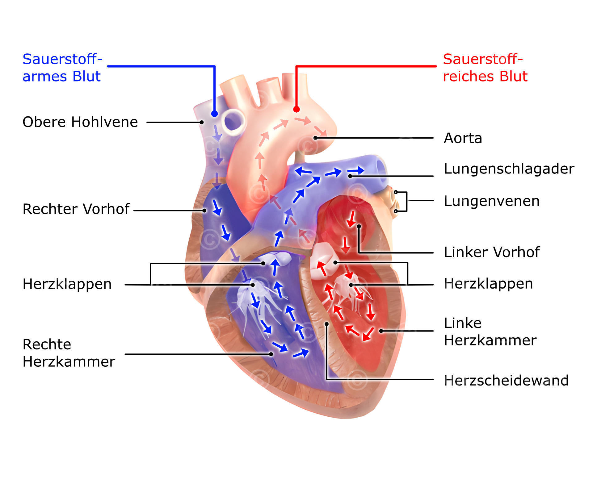 Blutkreislauf des Herzens