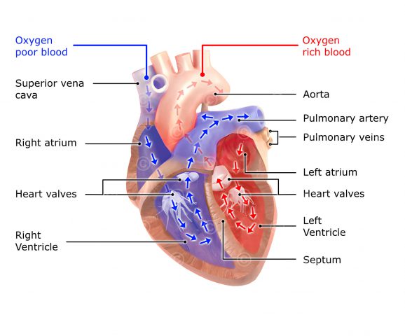 Blood circuits heart