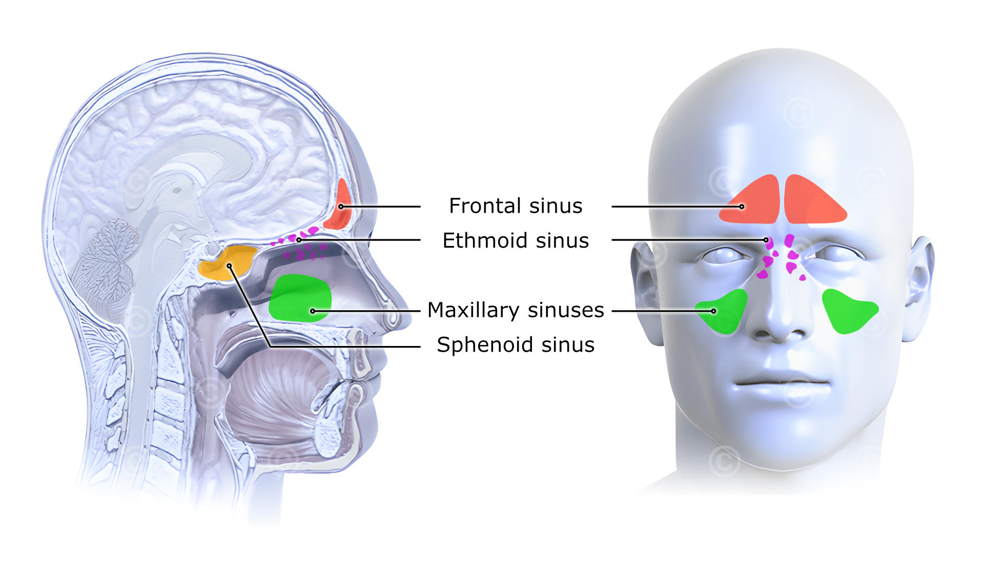 Paranasal sinuses