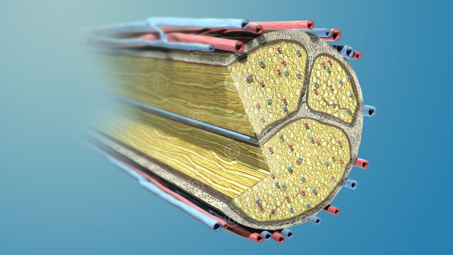 Nerve strand