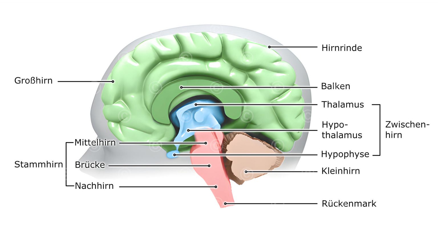 anatomie-gehirn-gross-1536x819.jpg