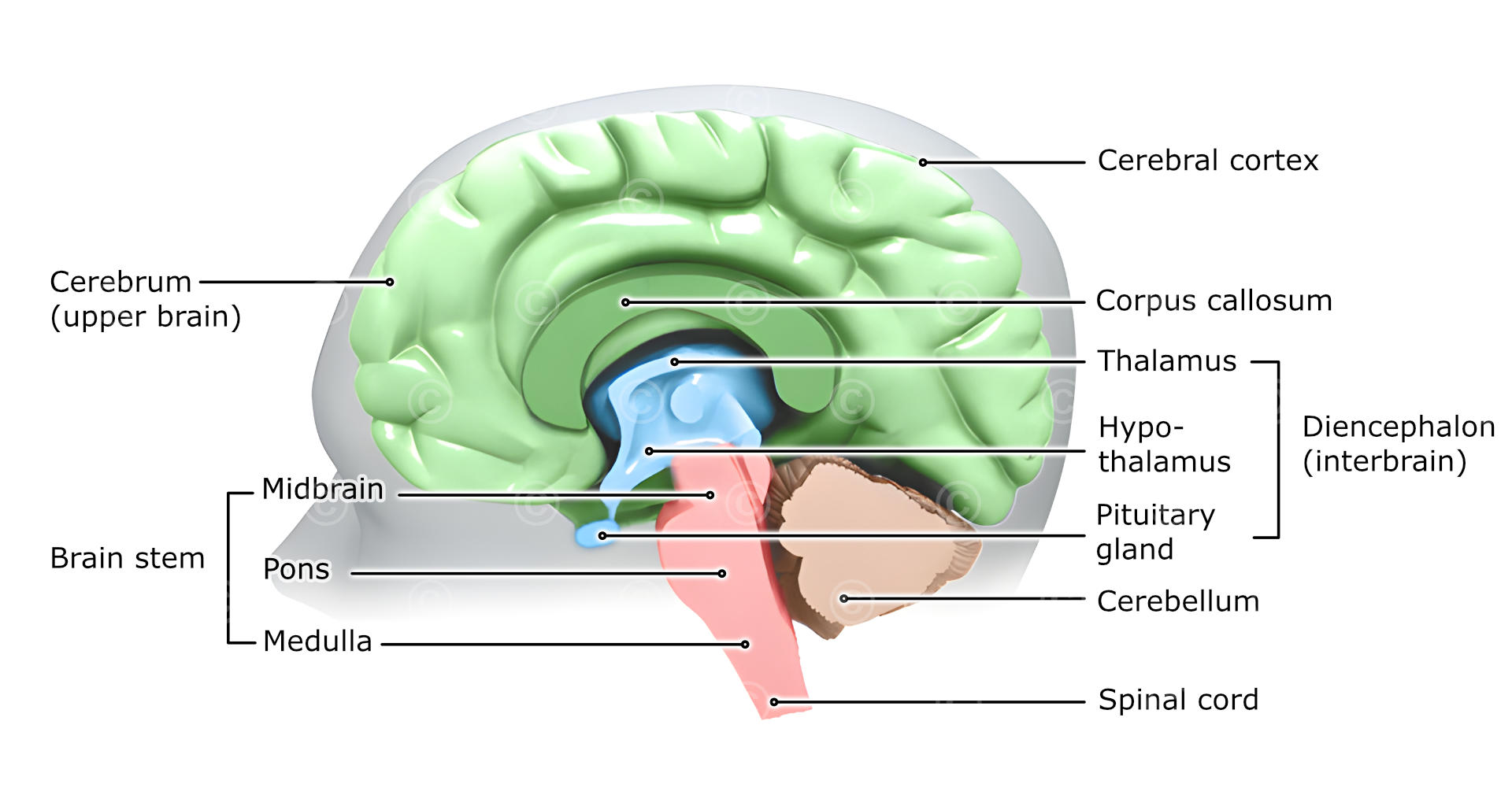 Anatomy of the brain