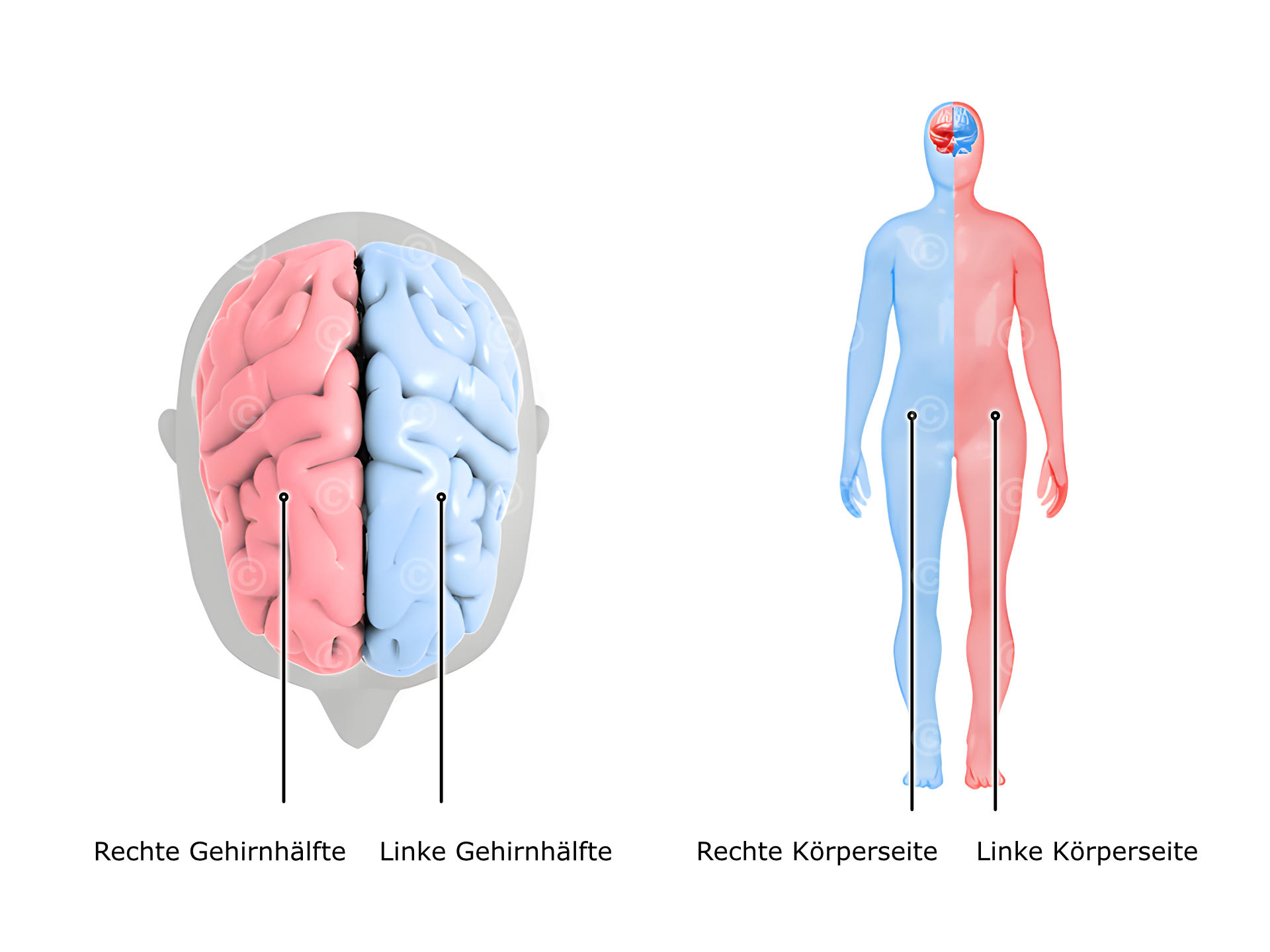 Gehirnhälften