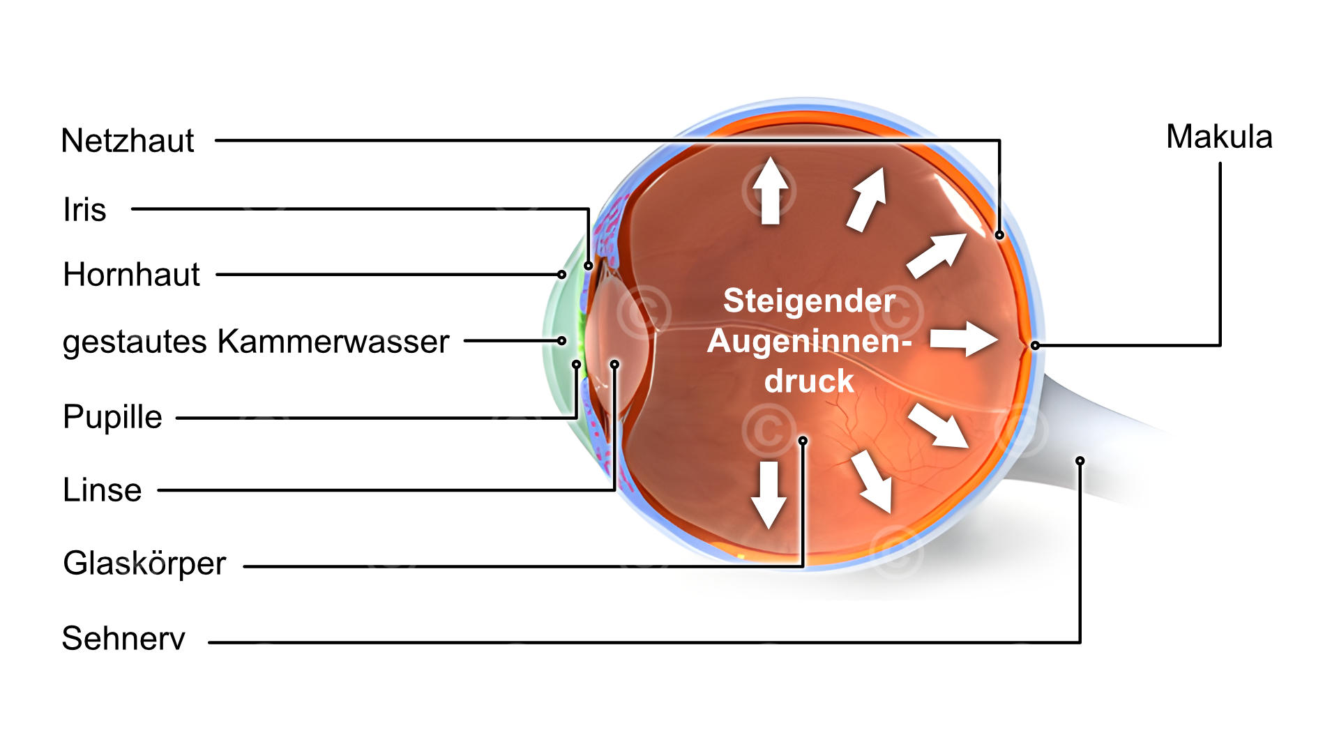 Augeninnendruck - Glaukom