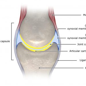 Anatomy joint