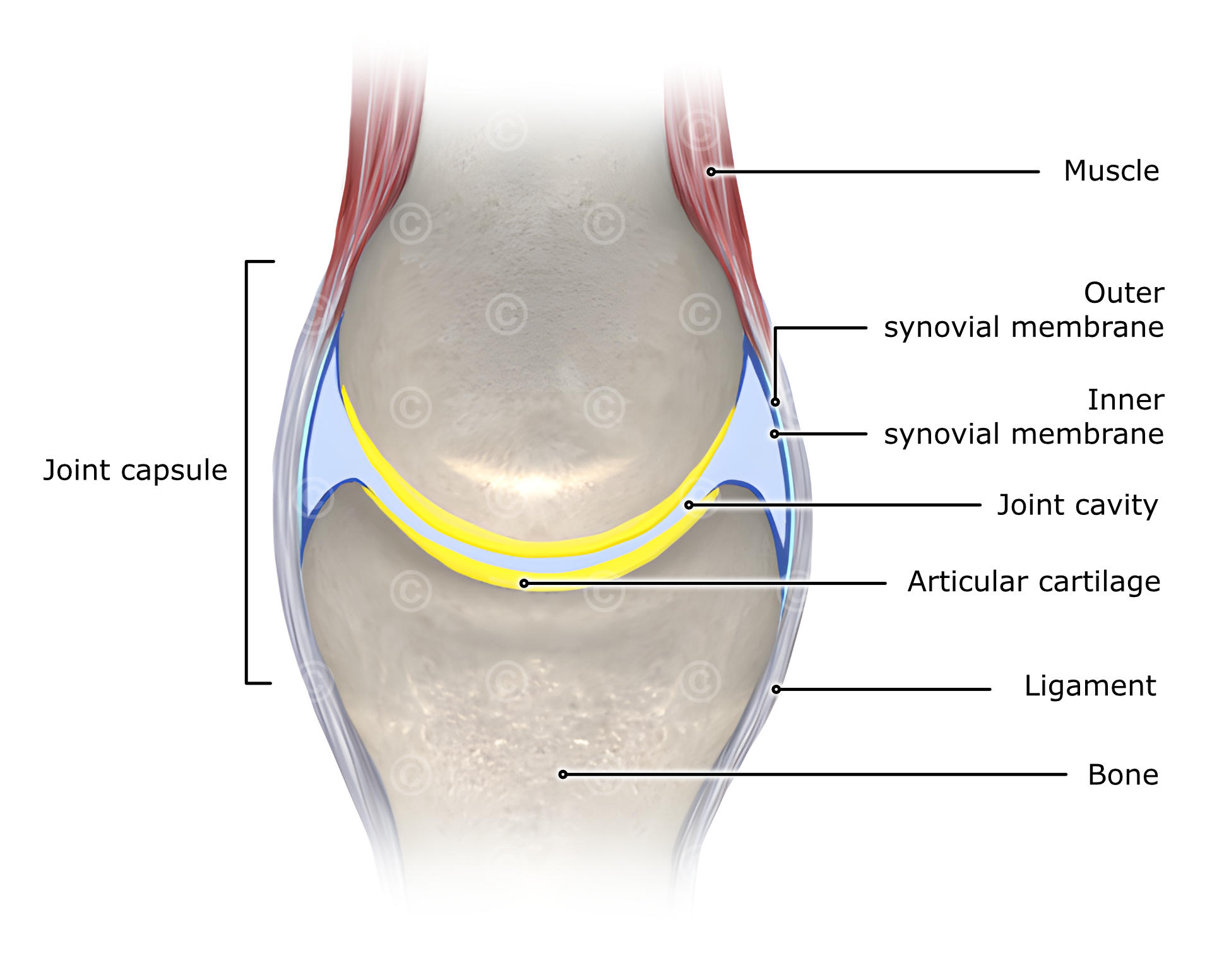 Anatomy joint