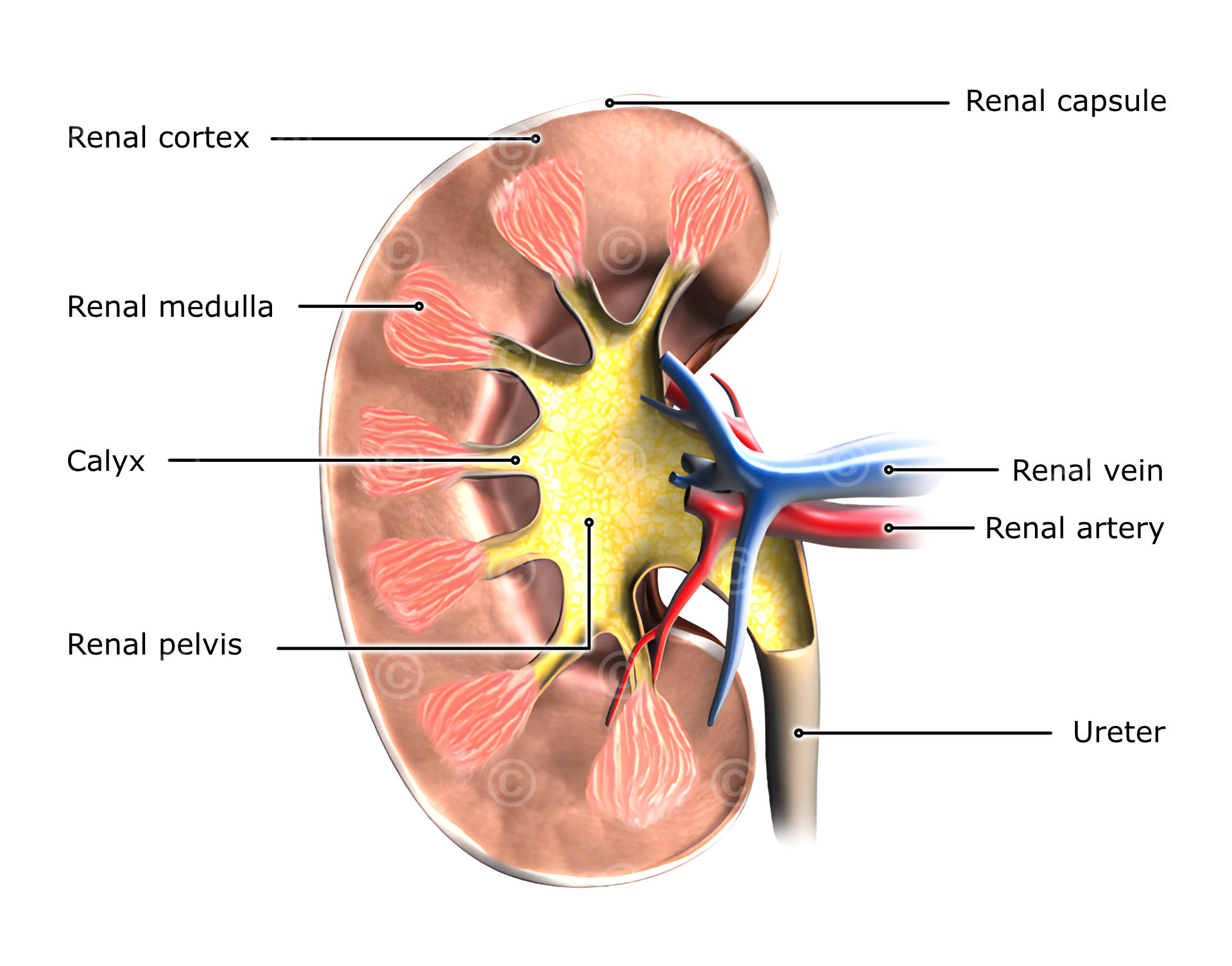 Anatomy of the kidney