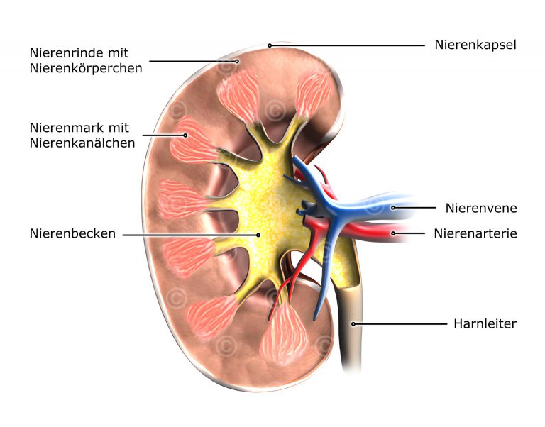 Aufbau Der Niere Einfach Erklärt www.medicalgraphics.de