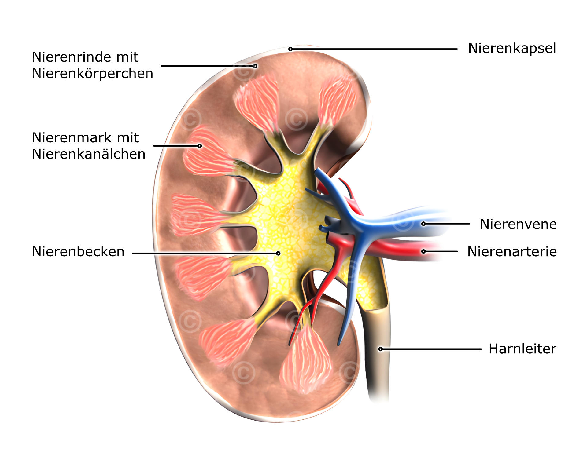 Aufbau der Niere
