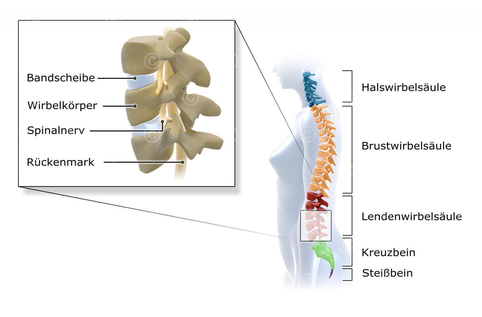 Illustration Aufbau Wirbelsäule - MedicalGraphics