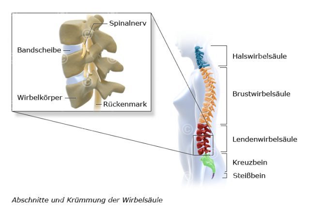 Illustration anatomy of the vertebral column - MedicalGraphics