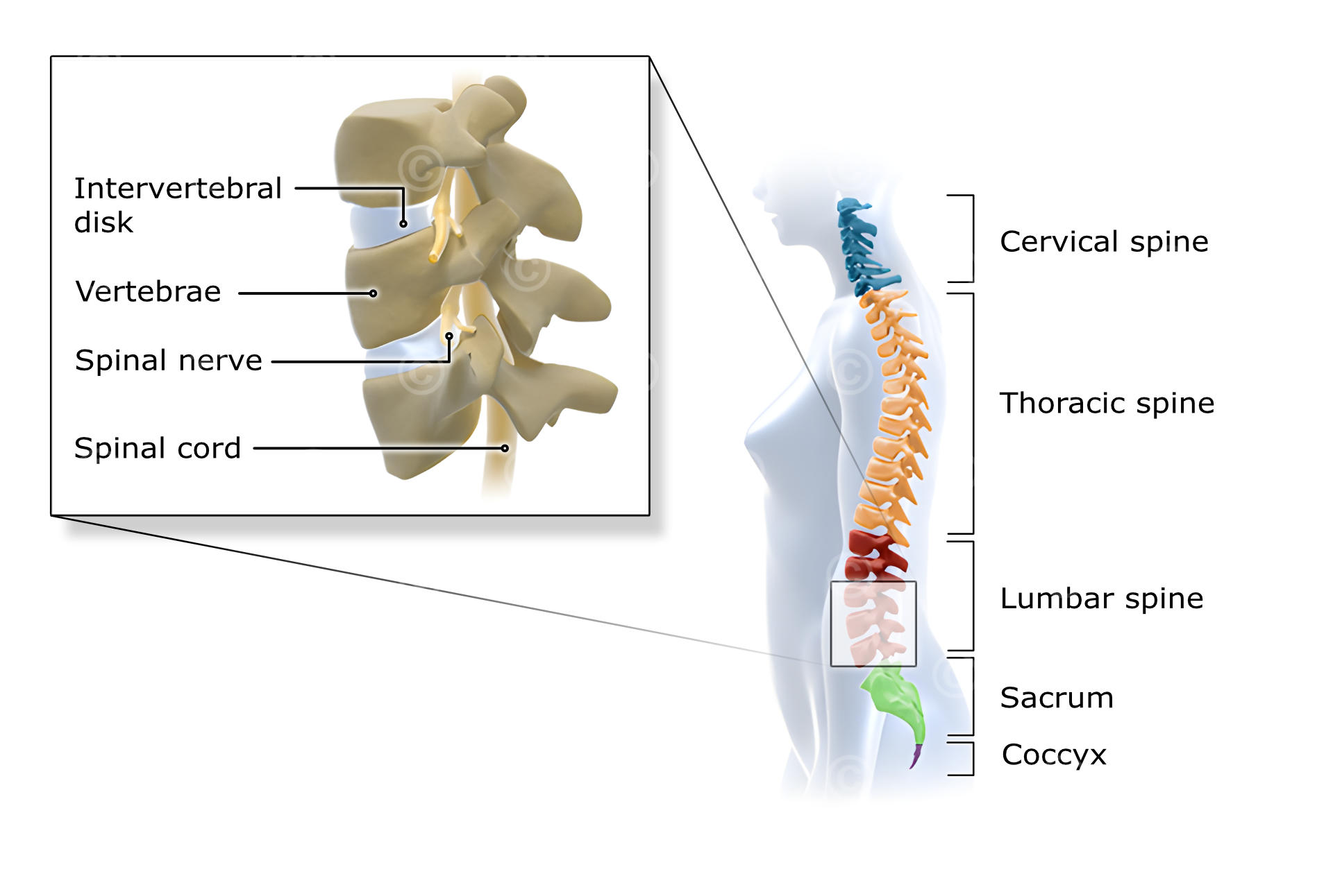 Vertebral column