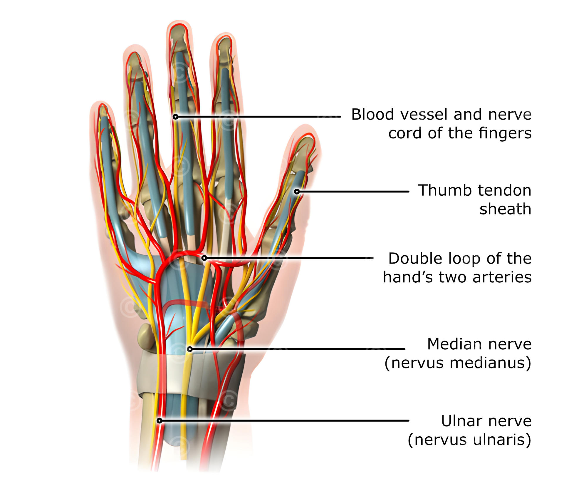 Hand anatomy