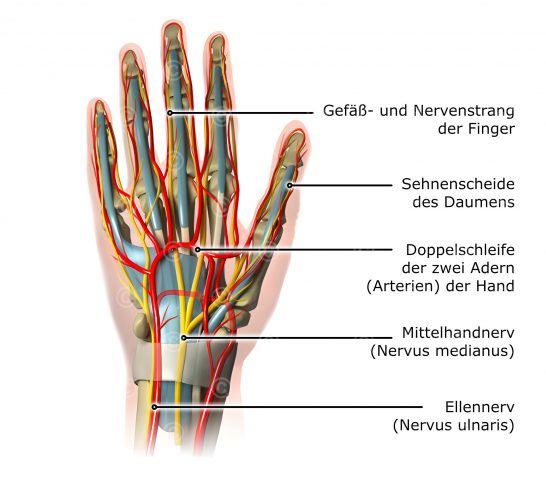 Illustration Anatomie Hand
