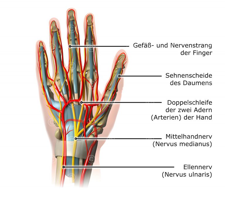 Anatomie Finger Sehnen Bänder Illustration Anatomie Hand - MedicalGraphics