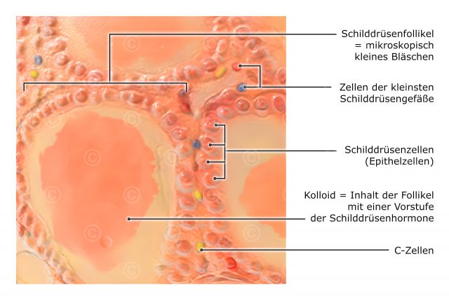 Schilddrüsenzellen