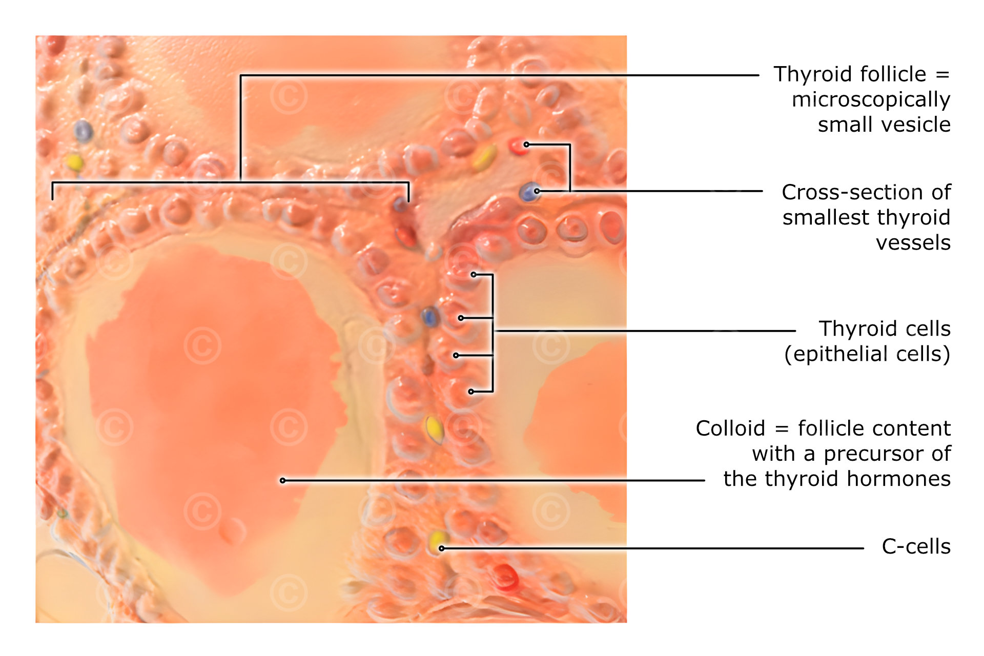 Histological structure thyroid gland